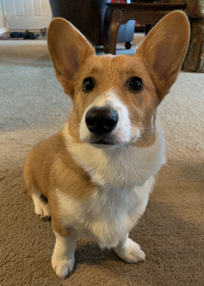 Goose - Corgi Owner: Hockenberry in Centerton, Arkansas. Goose - Corgi Owner: Hockenberry in Centerton, Arkansas.